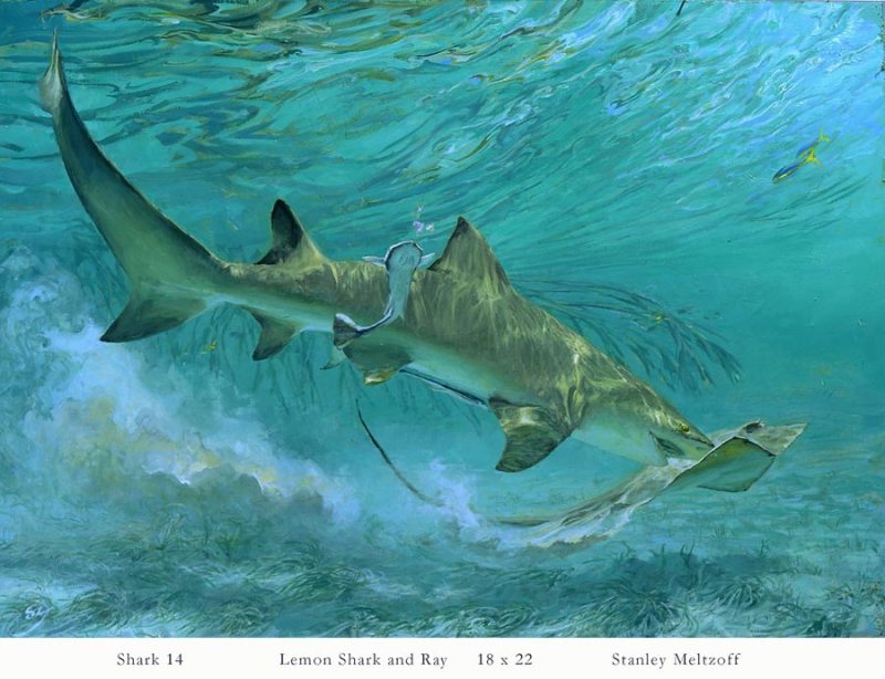 meltzoff shark art