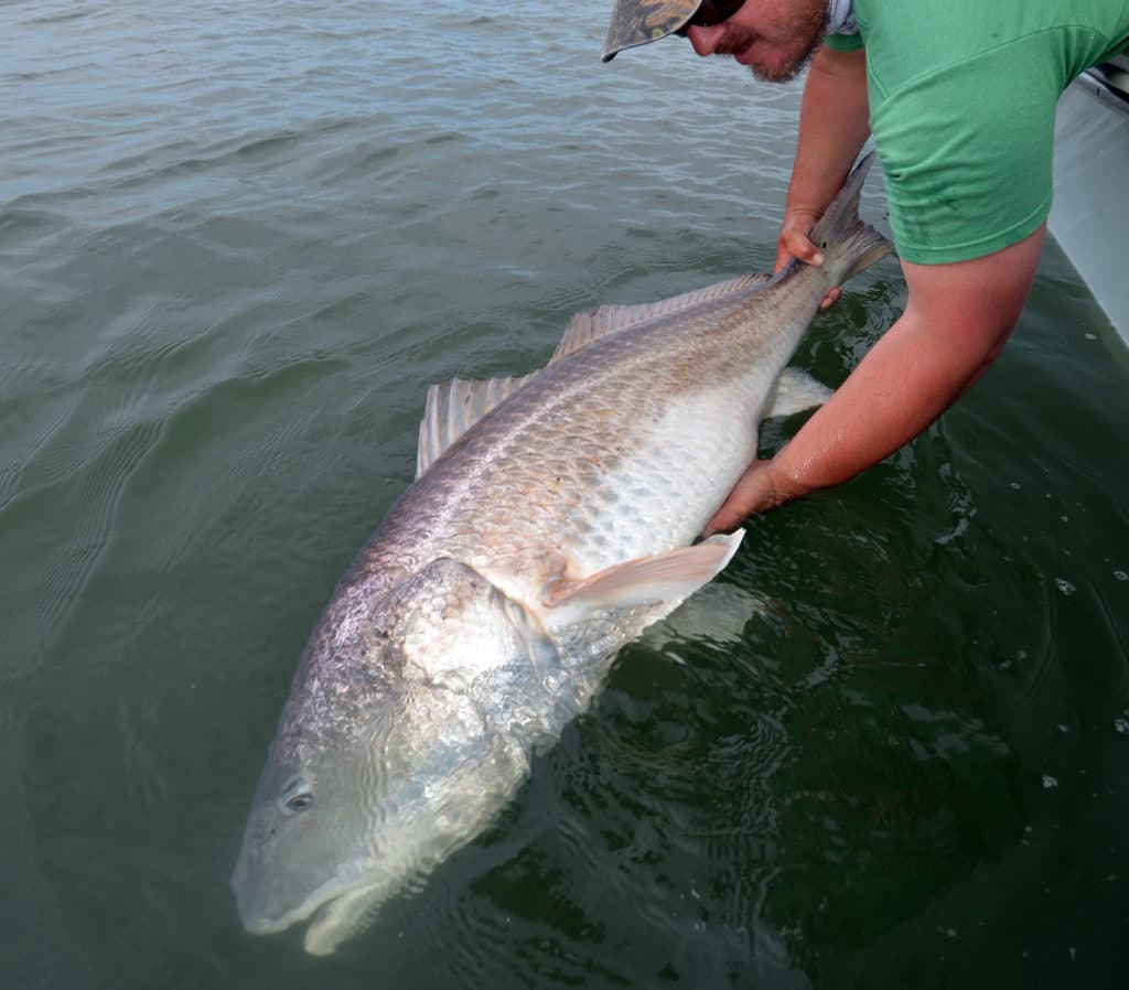 How to Target Chesapeake Bay Redfish