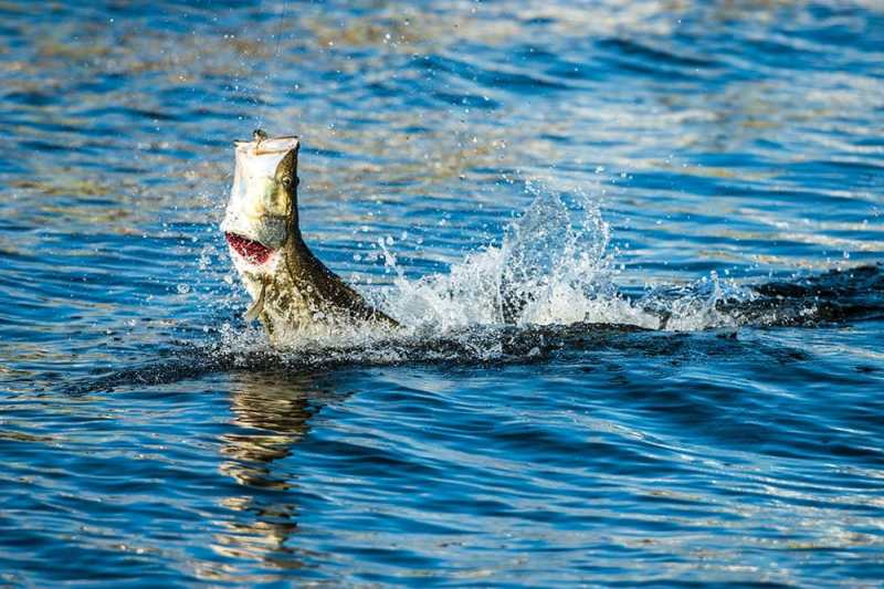 Snook Fishing in South Florida
