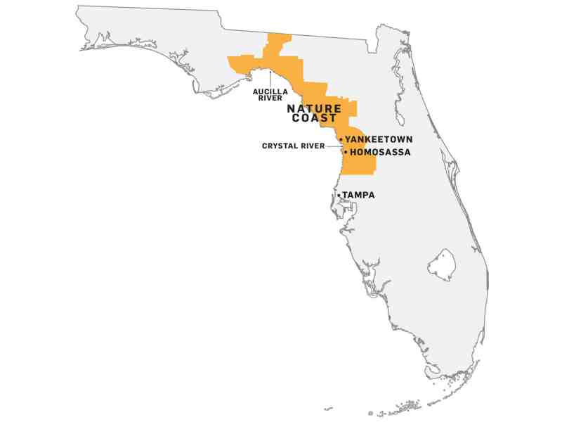 Every few years, some snook are caught even farther north. In fact, one was landed in the Aucilla River, more than 100 miles north of Crystal River.