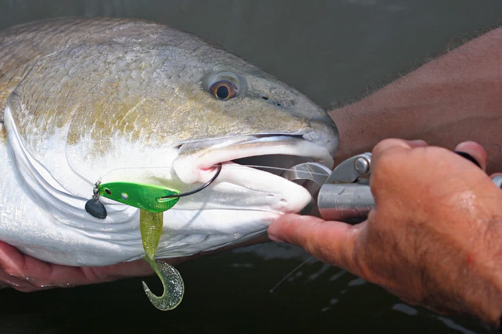 Spoon are perhaps the single most popular lure for redfish everywhere.