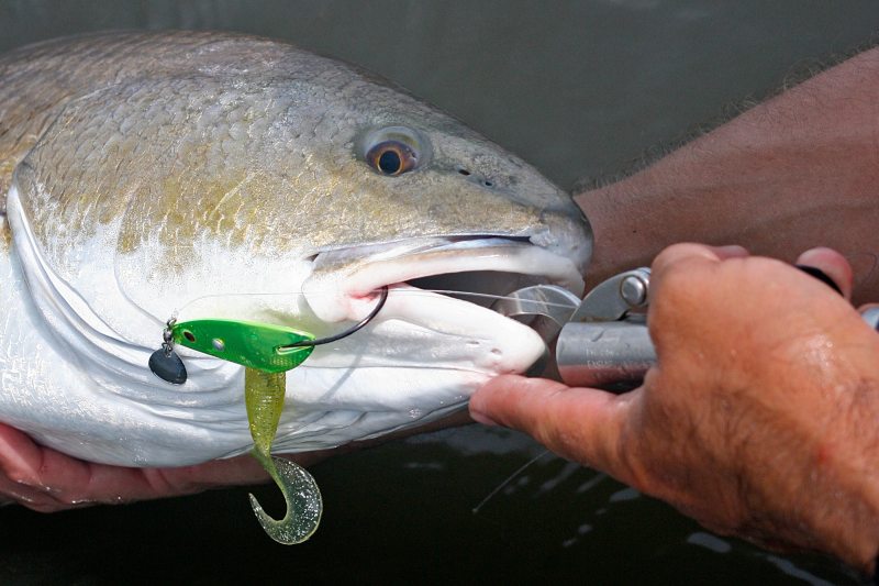 Spoon are perhaps the single most popular lure for redfish everywhere.