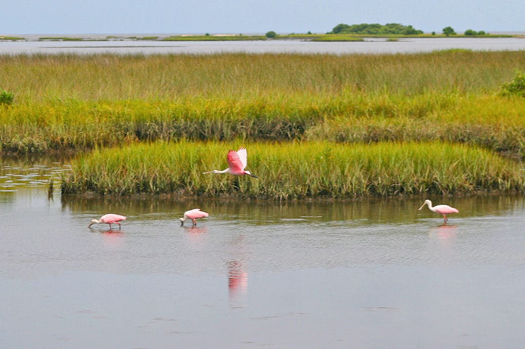 Roseate spoonbills are not very common in southeast Louisiana.