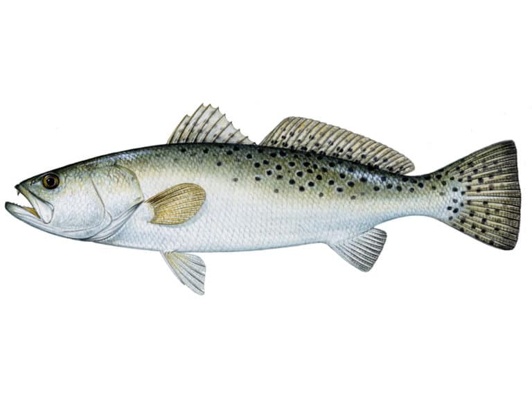 Illustration of a spotted sea trout.