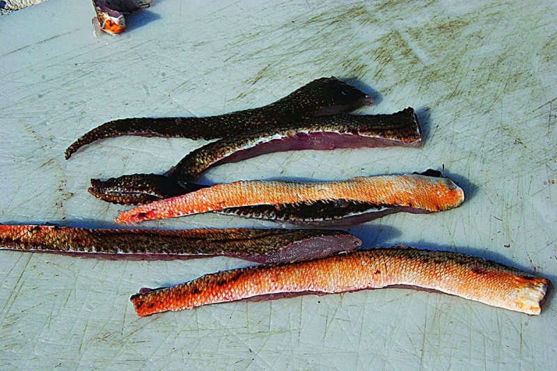 strip baits