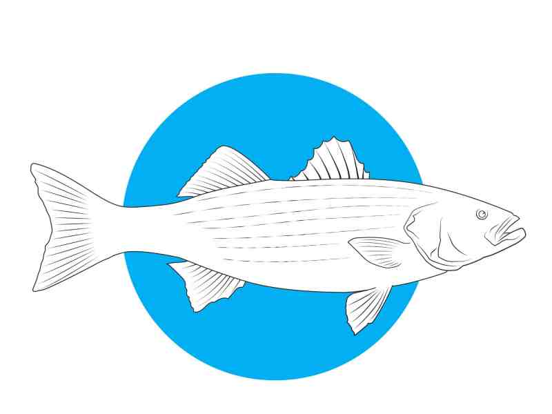 striped bass