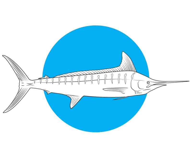 striped marlin