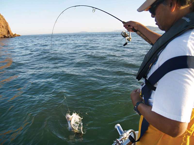 striped bass