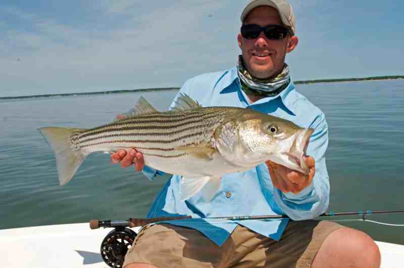 Sight-Fishing for Striped Bass