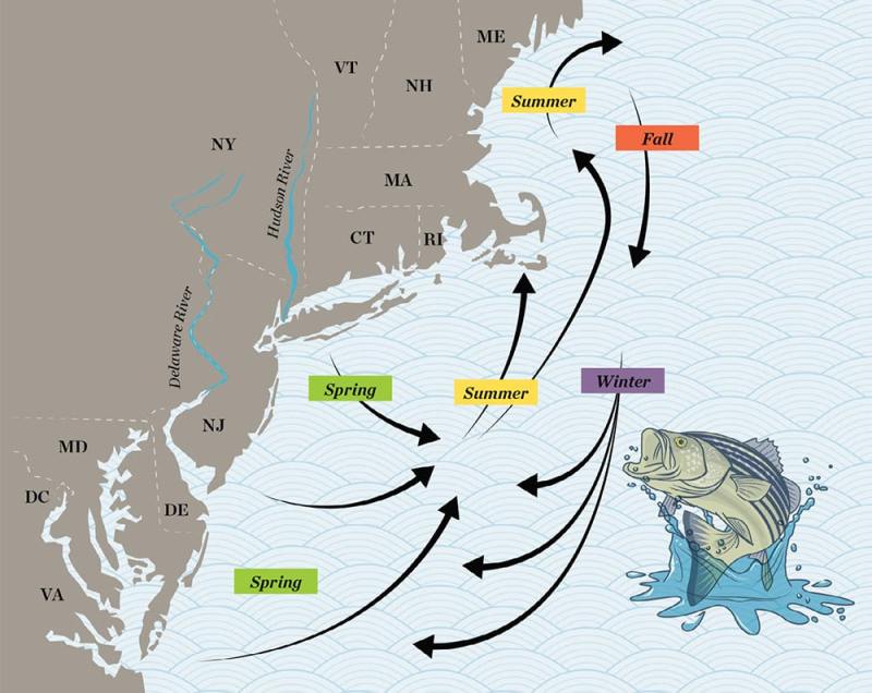 How to Fish for Striped Bass