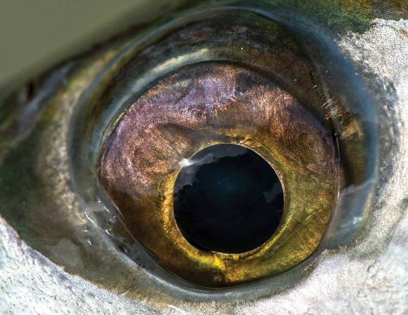 How to Take Better Fish Pictures