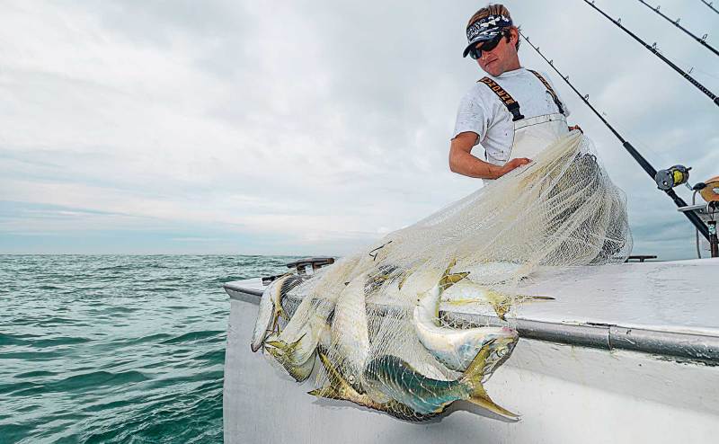 East Coast Menhaden Run