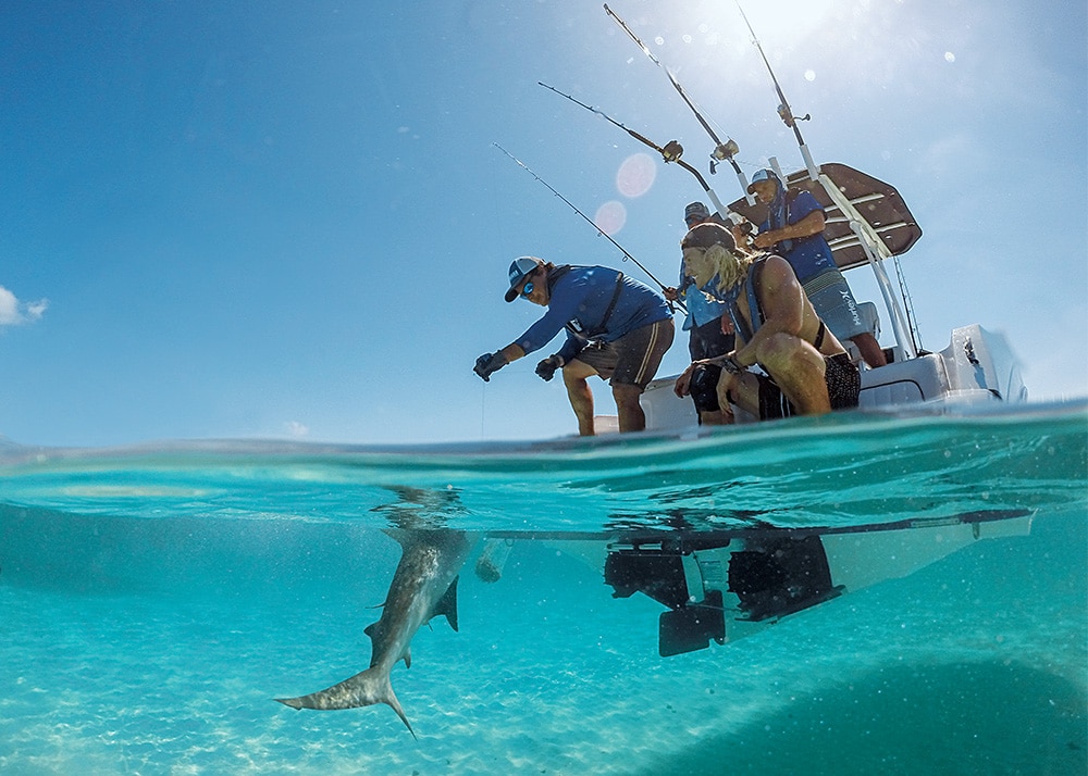 Sight-fishing for sharks