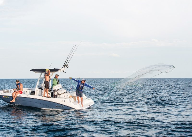 Cast-netting a supply of live ballyhoo