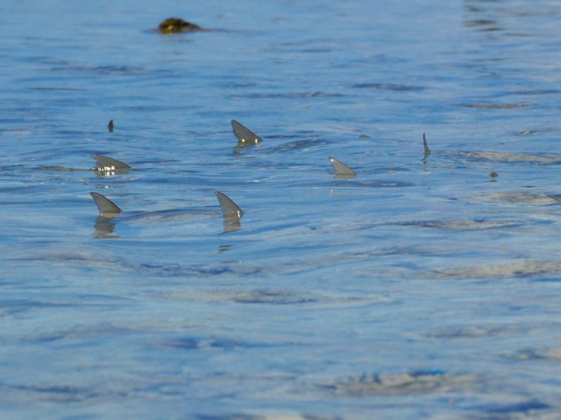 Tailing bonefish in the Abaco Marls