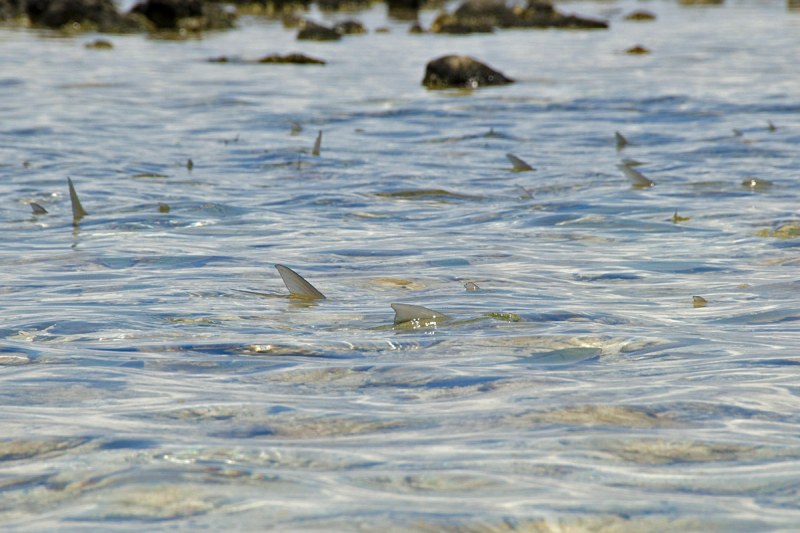 flies weights for bonefish