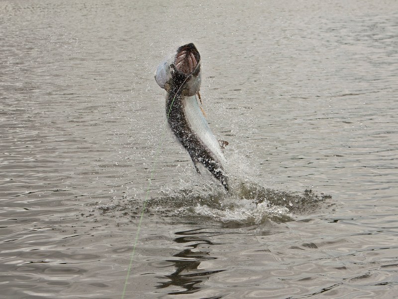 A tarpon hooked on the line leaps from the water.