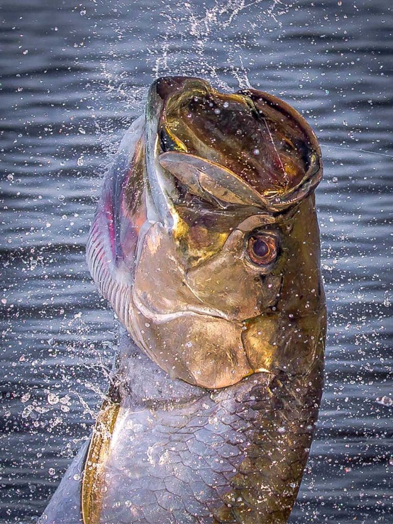Tarpon Secrets of a Fly Fishing Guide