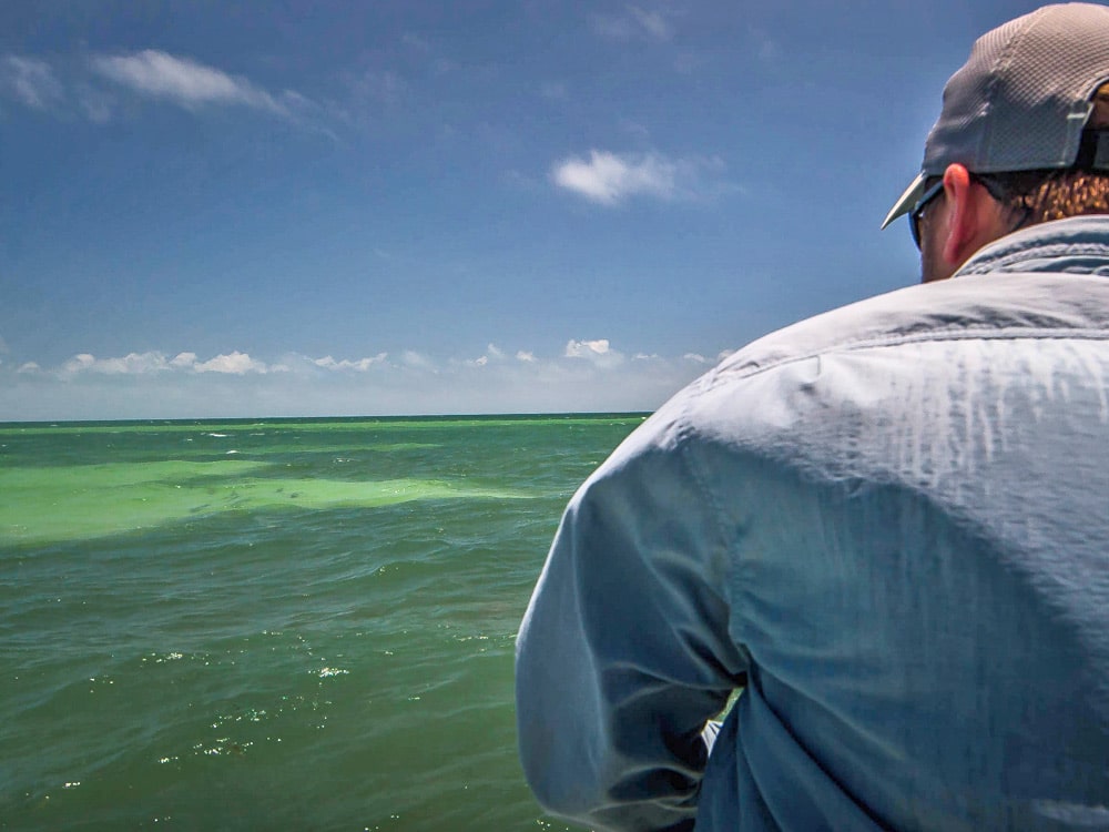 Tarpon Secrets of a Fly Fishing Guide