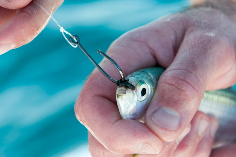 tarpon fishing in Florida
