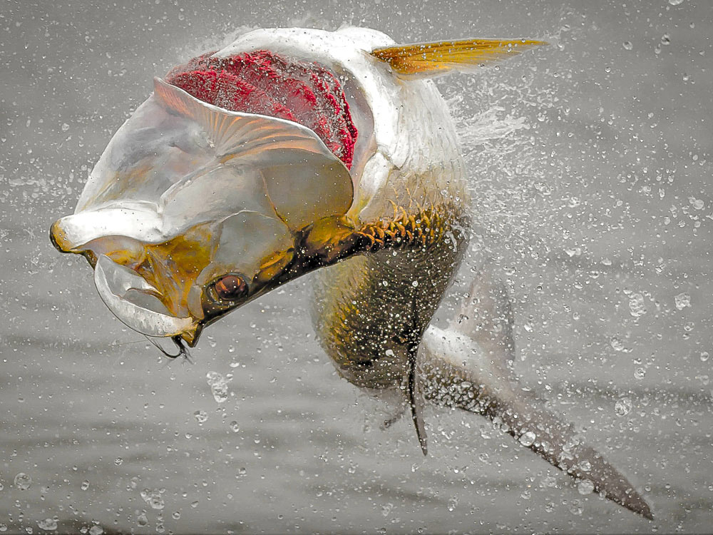 Tarpon Secrets of a Fly Fishing Guide