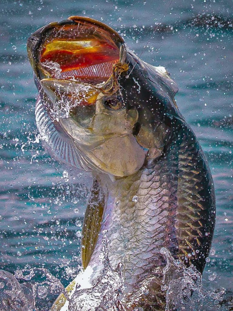 Tarpon Secrets of a Fly Fishing Guide