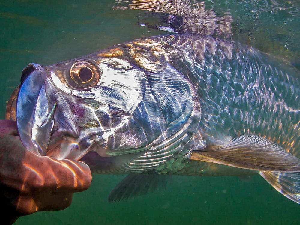 Tarpon Secrets of a Fly Fishing Guide