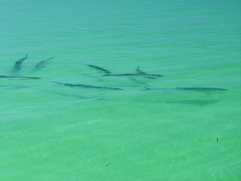School of tarpon daisy chain over a shallow, light bottom flat