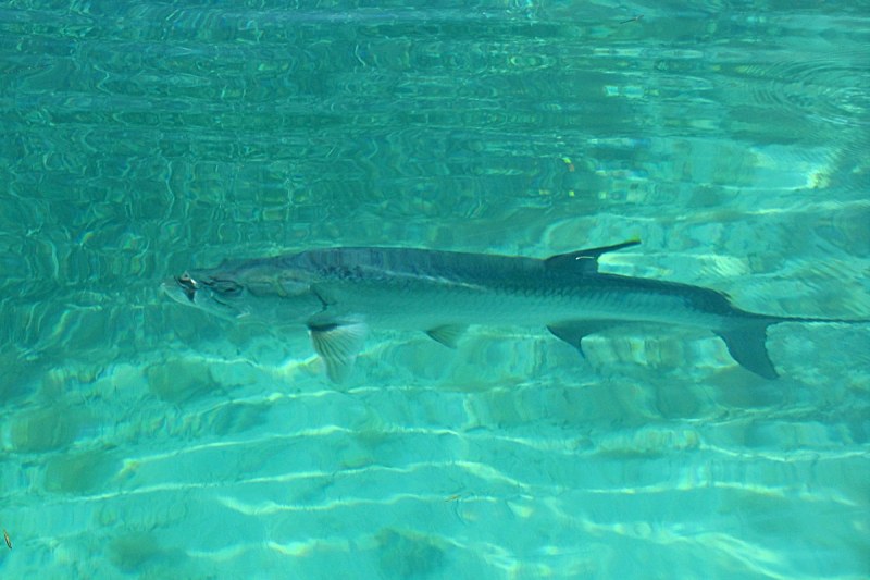 Tarpon have great eyesight and are tough to fool in clear water.