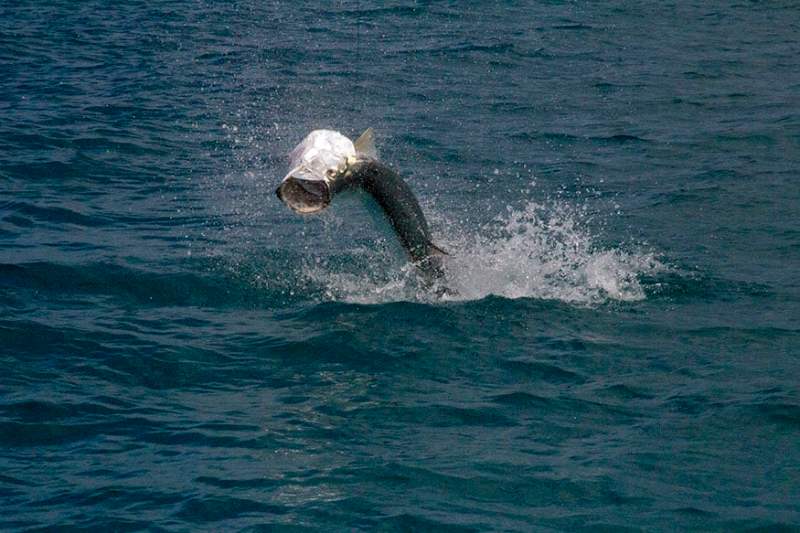 Holbox Island tarpon puts on acrobatic display