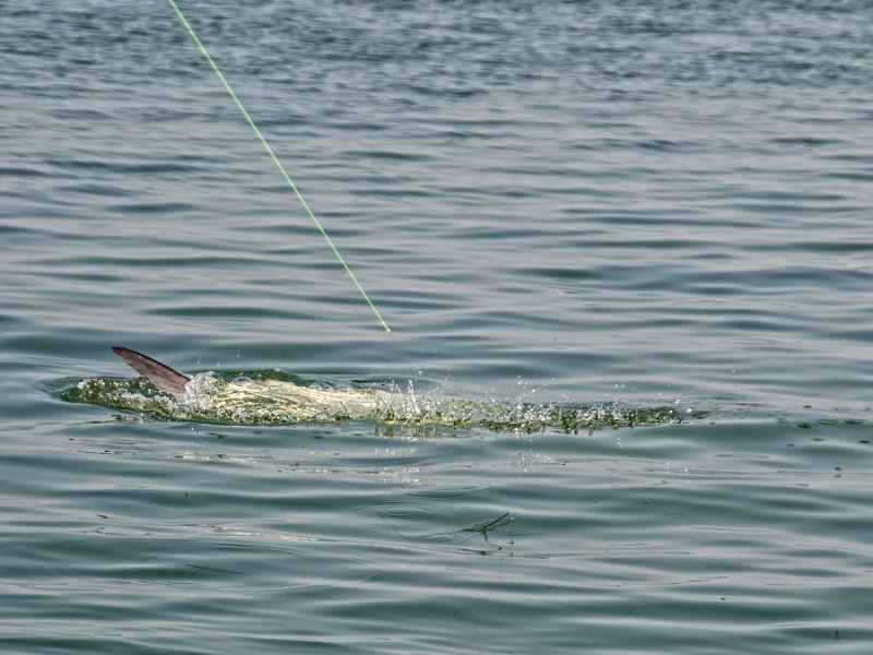 Mid-Atlantic Tarpon Tactics