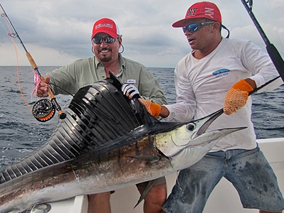 Pacific sailfish caught on fly