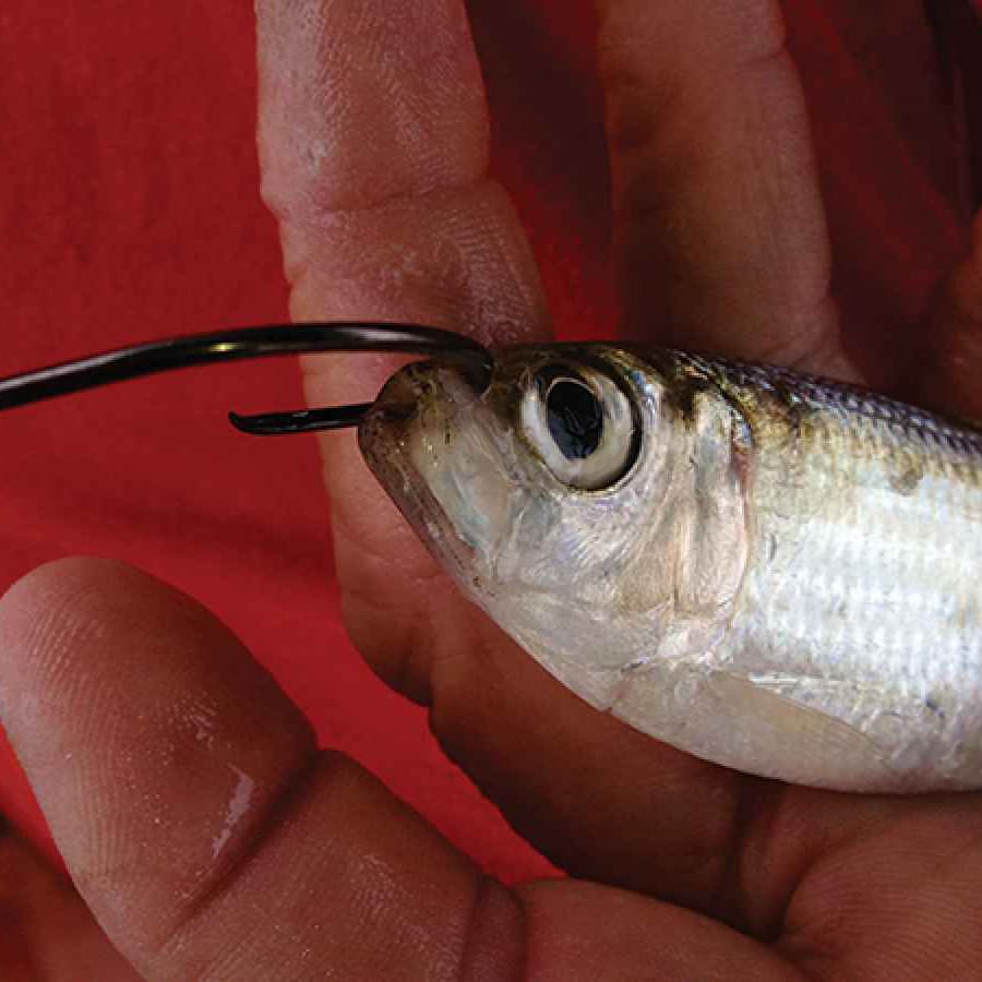 How to Hook Live Bait, Live Bait Rig | Salt Water Sportsman
