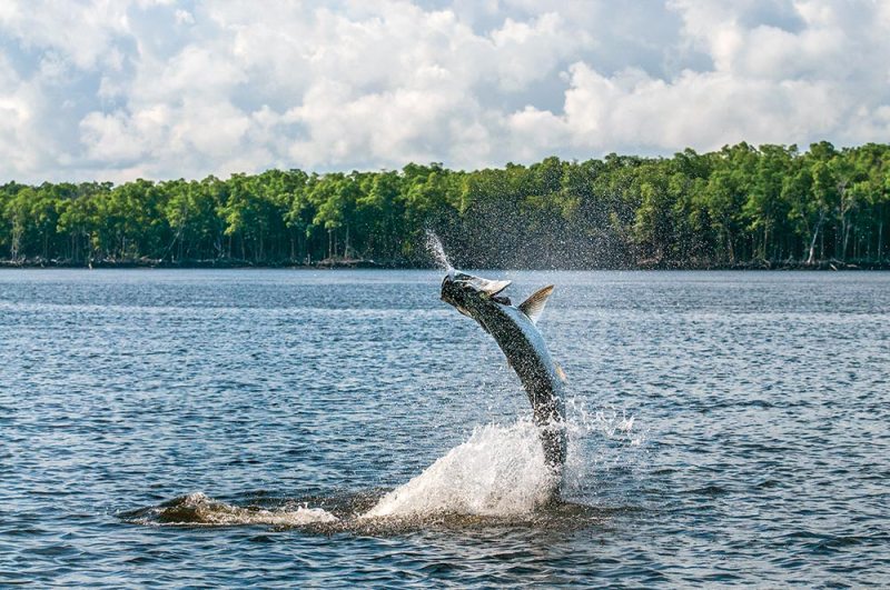 Tarpon Fishing Around Florida