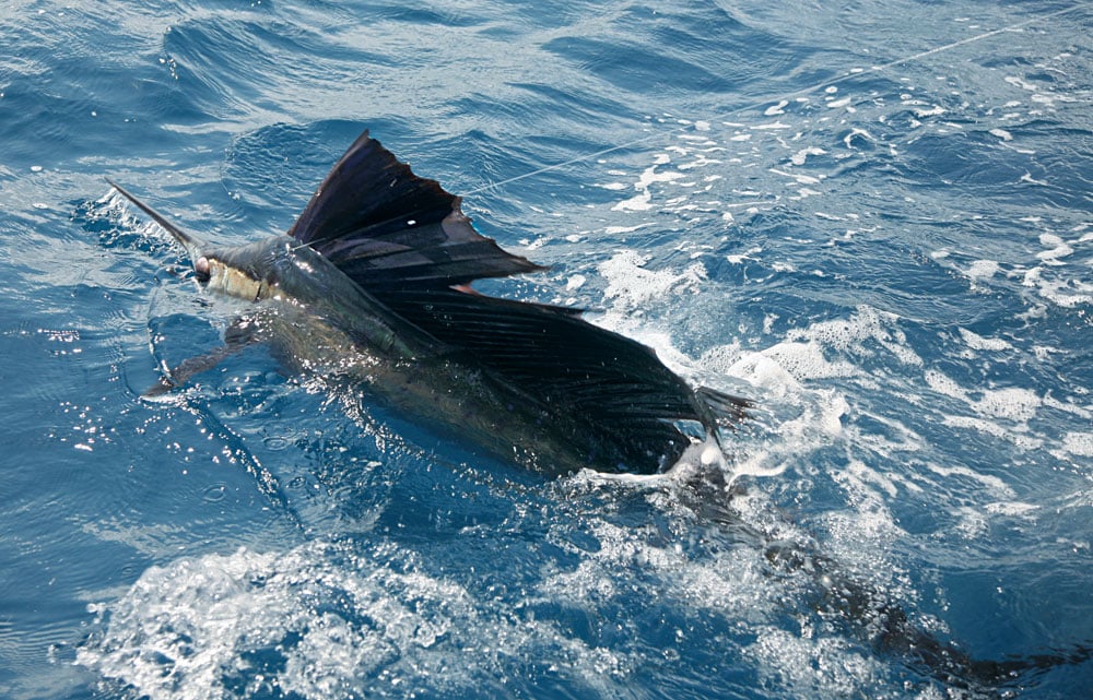sailfish in water