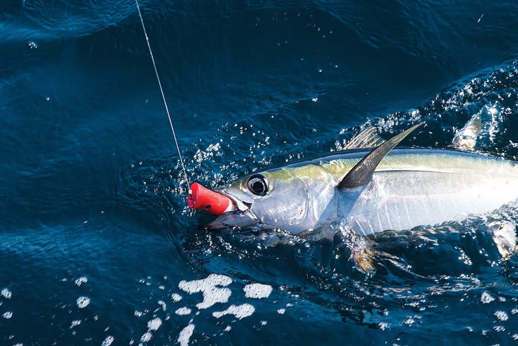 Tuna Fishing with Topwater Lures Salt Water Sportsman