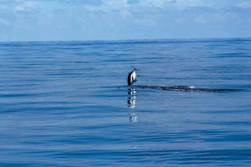 fishing for tuna in New England