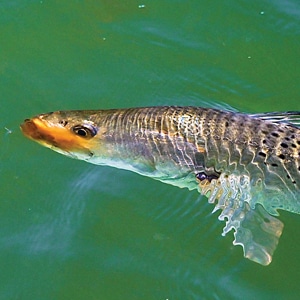 FLY TACTICS FOR SPECKLED TROUT