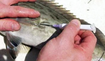 FWC: When releasing deep-water fish, the right tools mean everything
