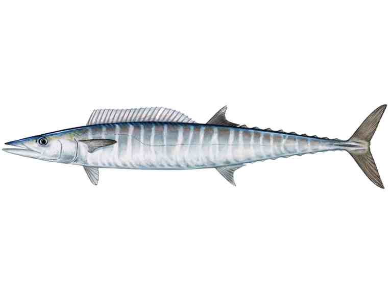 Wahoo