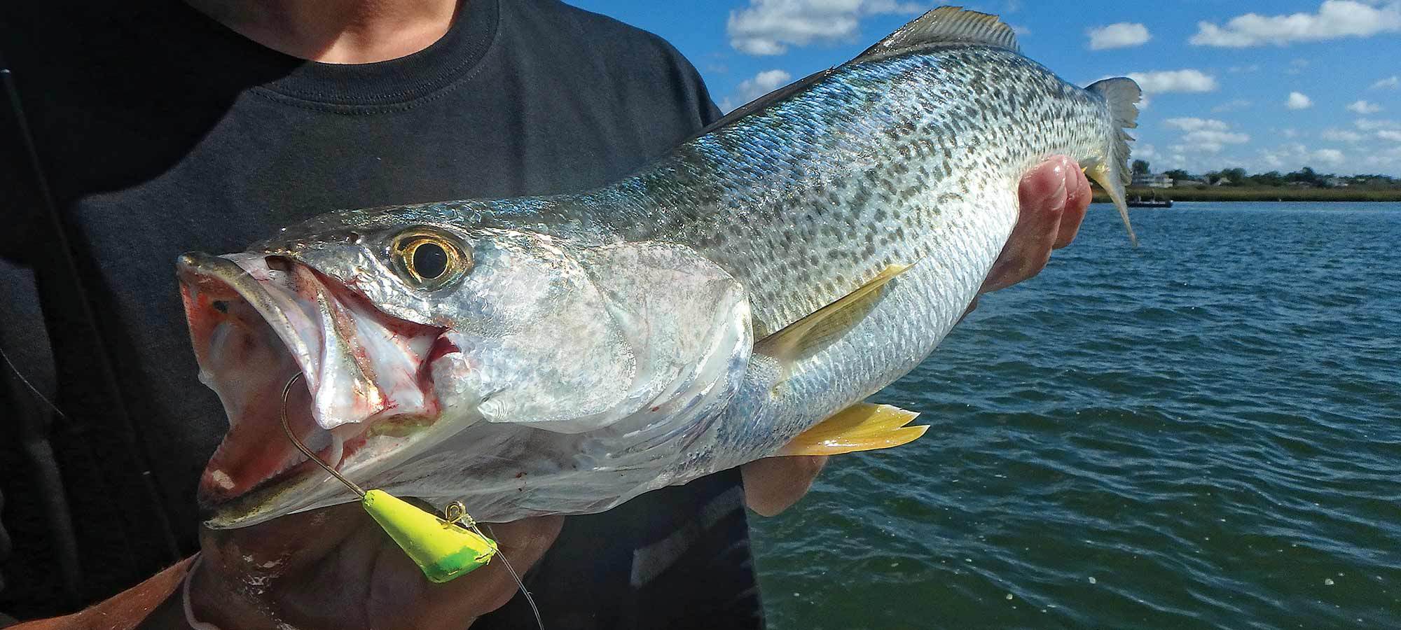 New Jersey Weakfish Fishing Guide and Tips