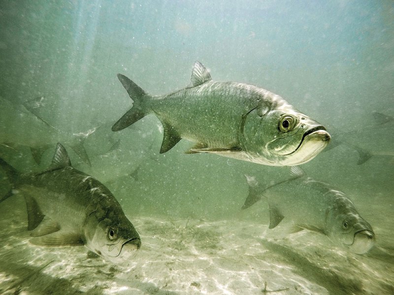 Tarpon Fishing Around Florida