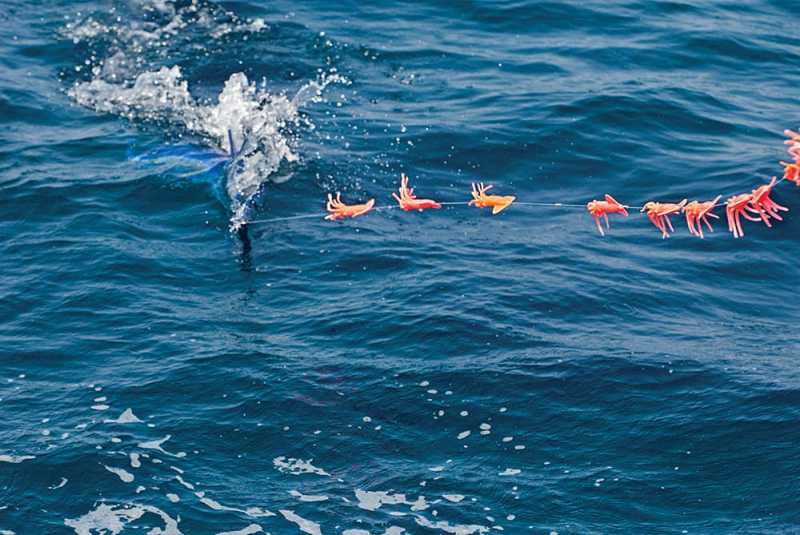 Mid-Atlantic White Marlin