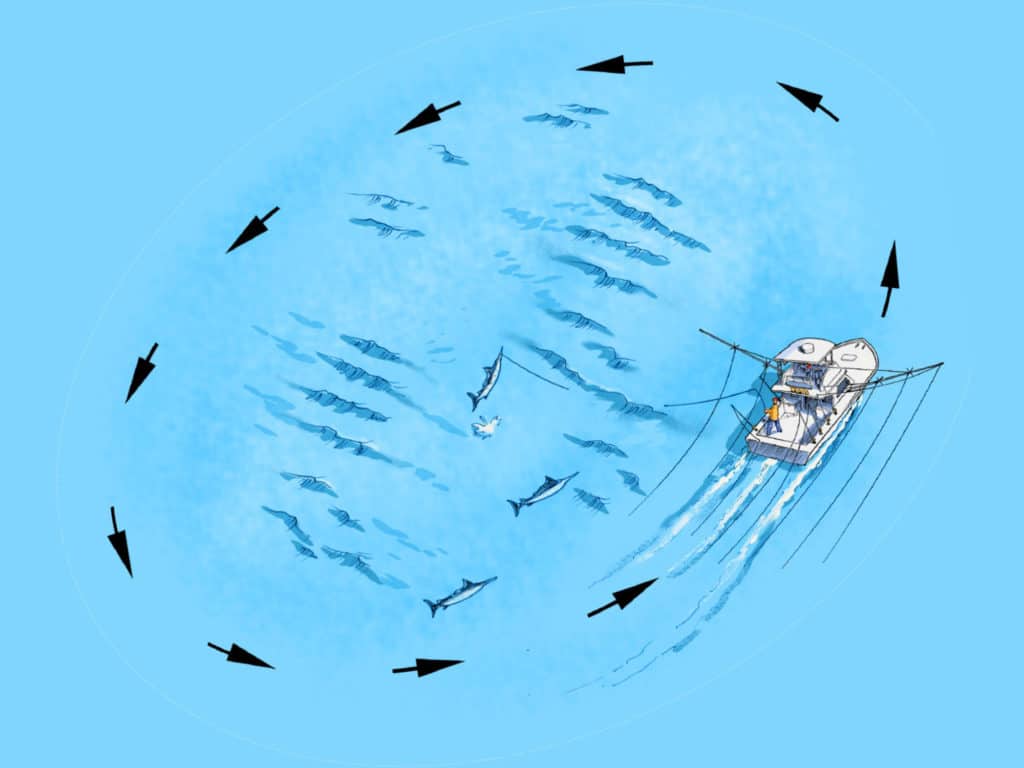 white marlin fishing