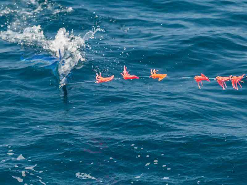 white marlin fishing