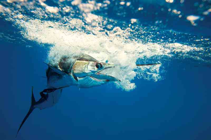 Sailfish surface strike
