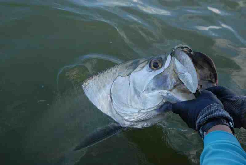 Tarpon Fishing in Florida