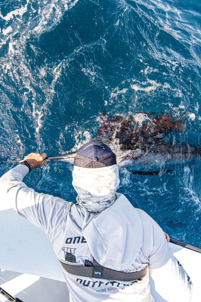 Releasing a sailfish