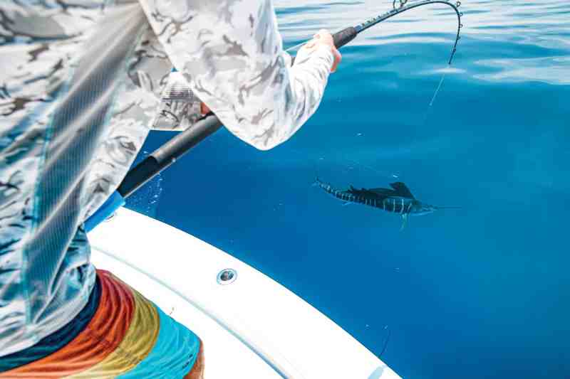 Catching sailfish using live bait
