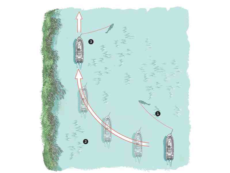 Diagram of fighting fish inshore